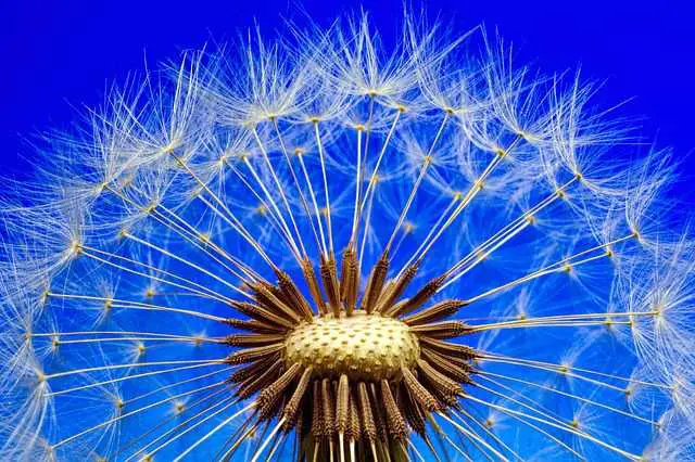 Dandelion assists in fighting of the bacteria that are causing cysts