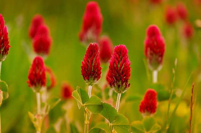 Ways to Use Red Clover for cysts