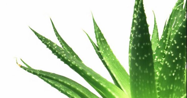 Aloe vera for painful Sores and Bumps on Roof of Mouth