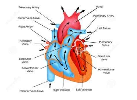 What happens to your heart when experiencing fluttering in chest and throat