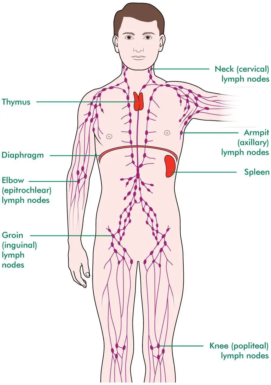 Lymph node locations